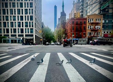 Pigeons crossing a city street with buildings and a motorcyclist in the background.