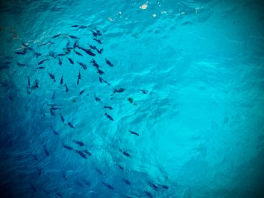A school of fish swimming in clear, turquoise water.