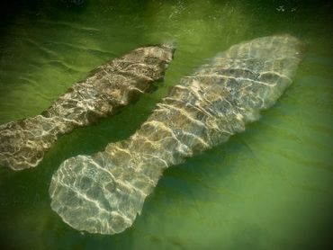 Two manatees swimming close together in green water.