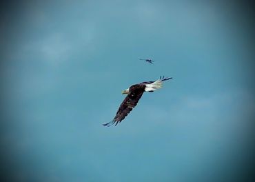 A bald eagle soaring through a clear blue sky with a smaller bird nearby.