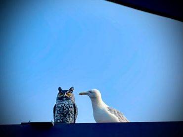 A real seagull next to a fake owl decoy on a rooftop under a clear blue sky.
