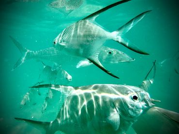 School of silver fish swimming underwater with light reflections.
