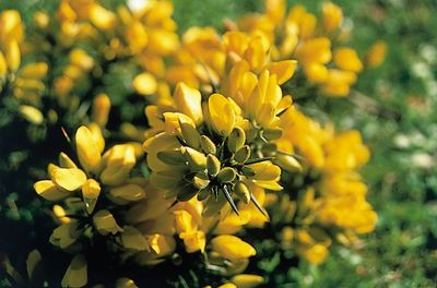 "Gorse"
Image courtesy of the BachCentre