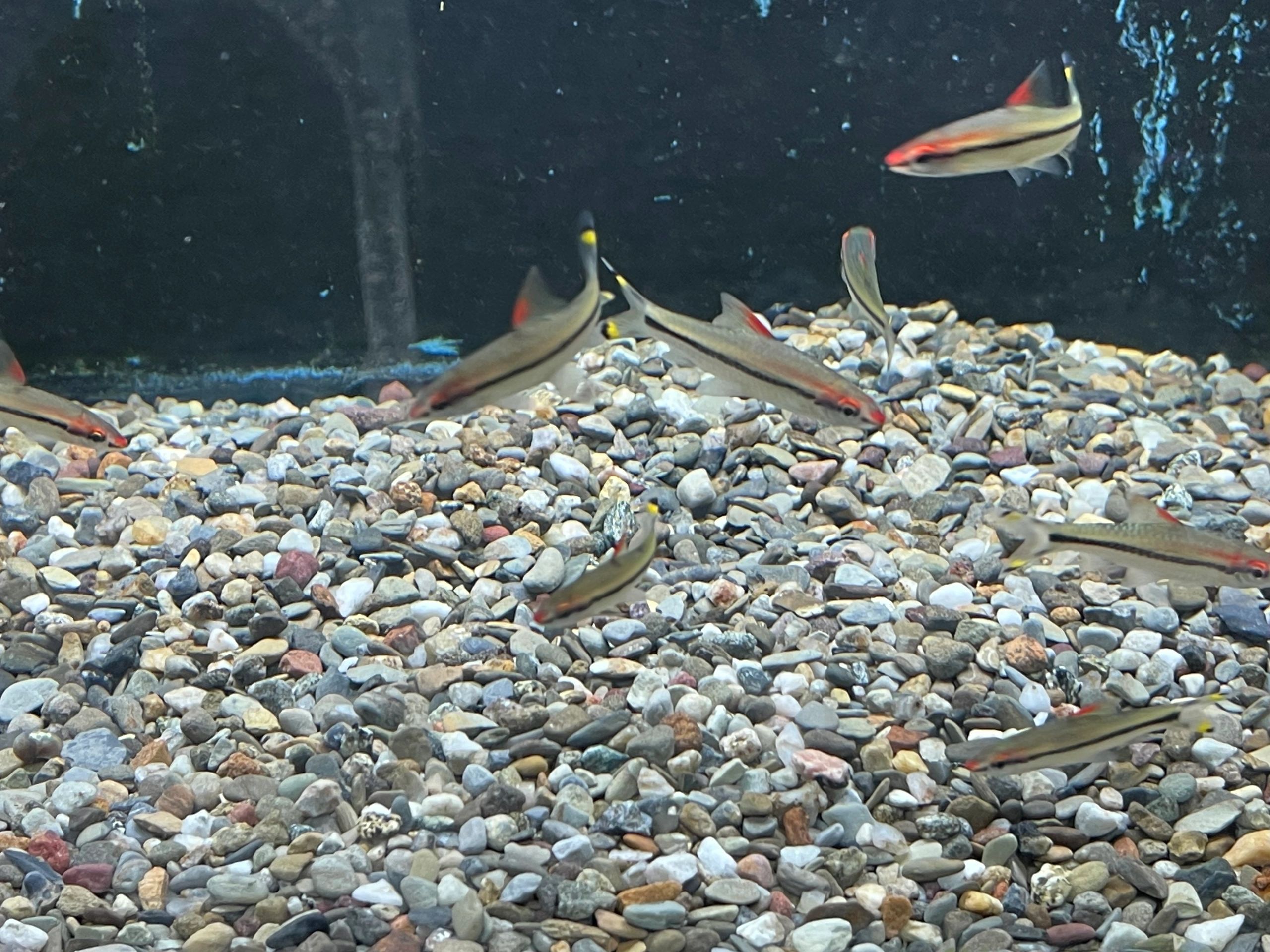 Lots of new space freed up for new friendly fish too