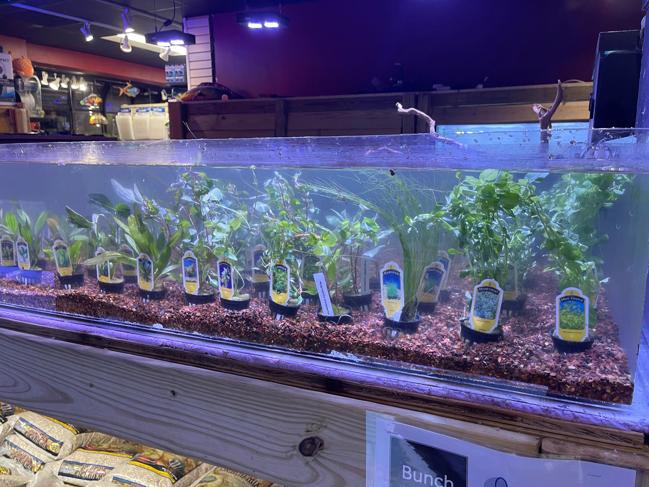 Plant shortage  11/11