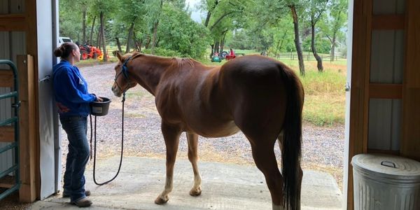 Horse-assisted therapy session.
