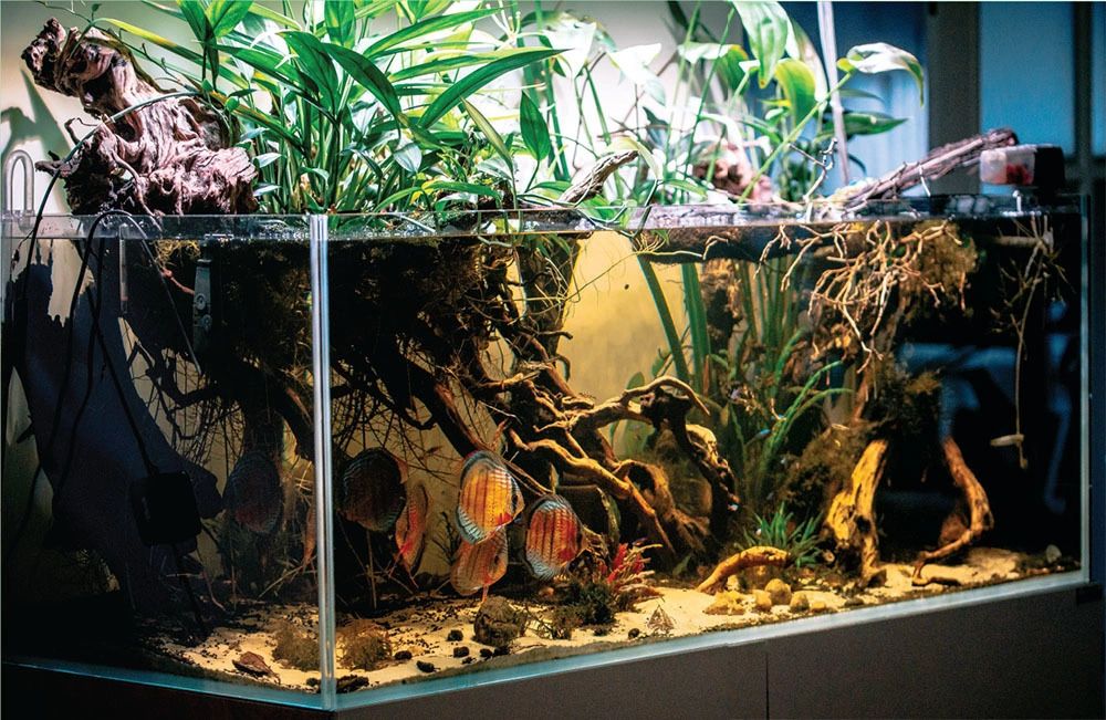 Fish Aquarium 