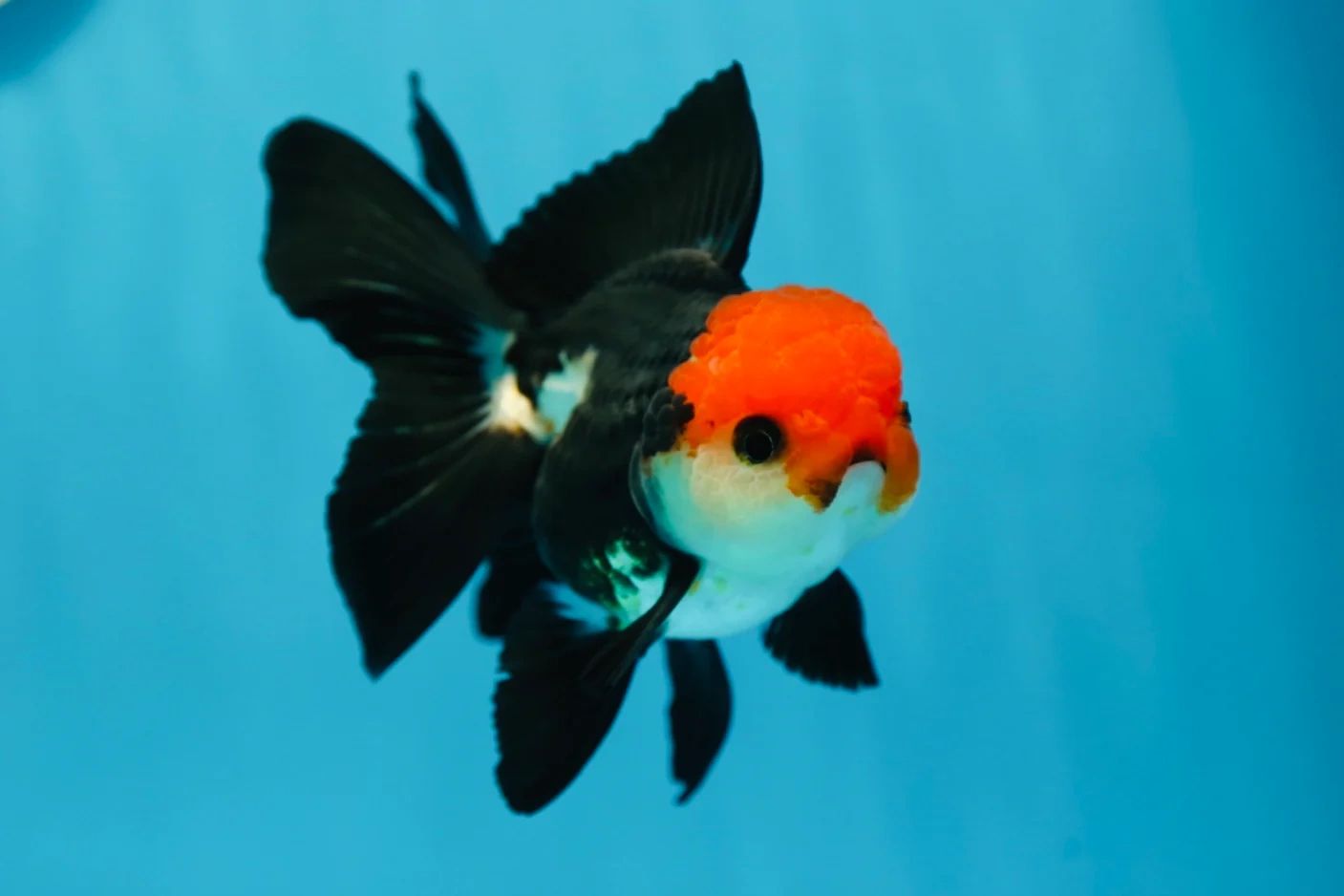 Short body tri colour oranda goldfish shop online.