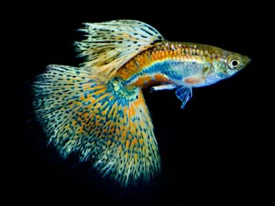 22 Small Aquarium Fish Species for Your Freshwater Tank