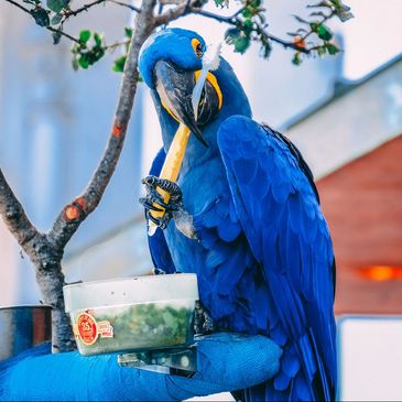 Fenster verdunkeln - Birds Online