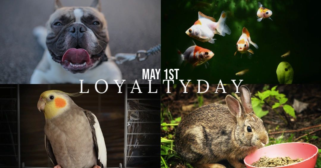  Pet Store, Pets Online Shopping 