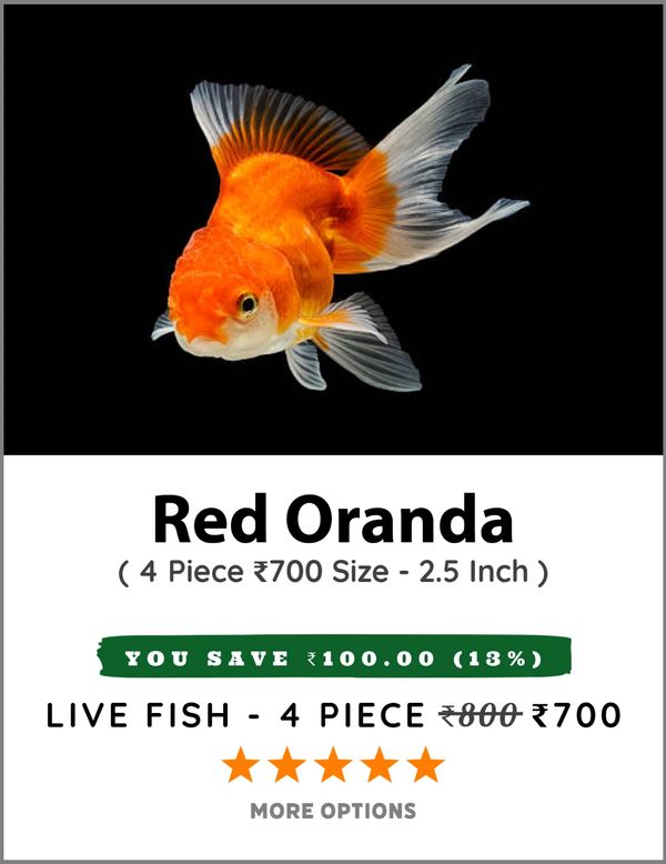 Buy Tropical Fish - India Cash - EXPOMX.IN