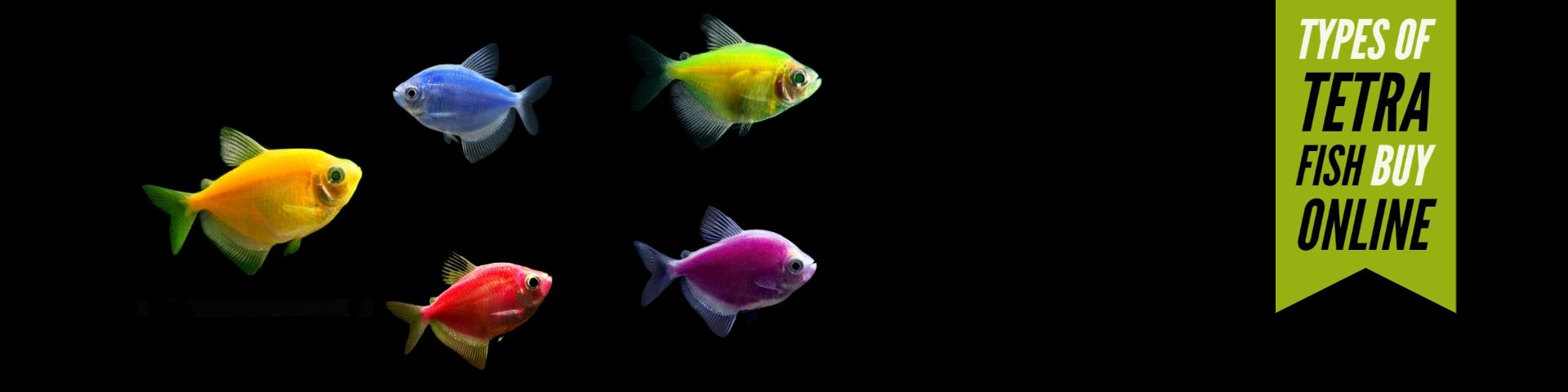 types of fishes in aquarium with pictures
