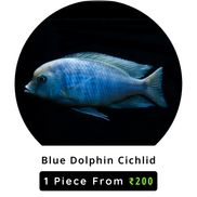 Aquarium Supplies Online Shopping 