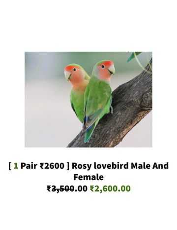 Buy Parrot Bird Online 