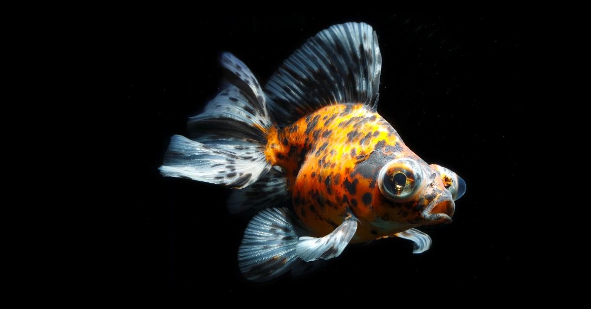 Premium Photo  A gold fish tank with a dark backdrop