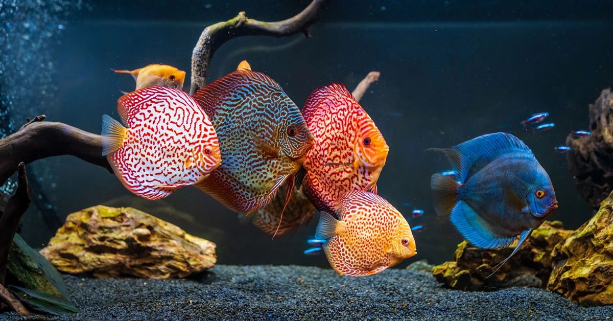 Aquarium Fish Shop
