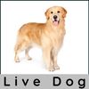 Live Golden Retriever Dog 