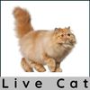 Live Golden Persian Cat 
