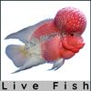 Live Fish Shop By Category At Expomx.in