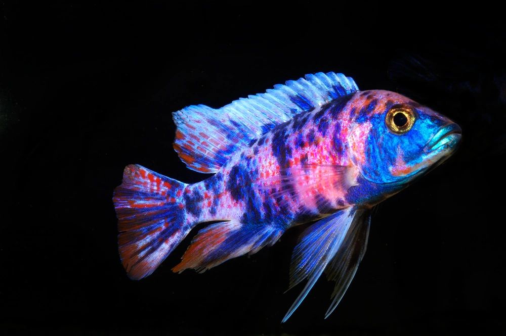 Cichlids fish at low price