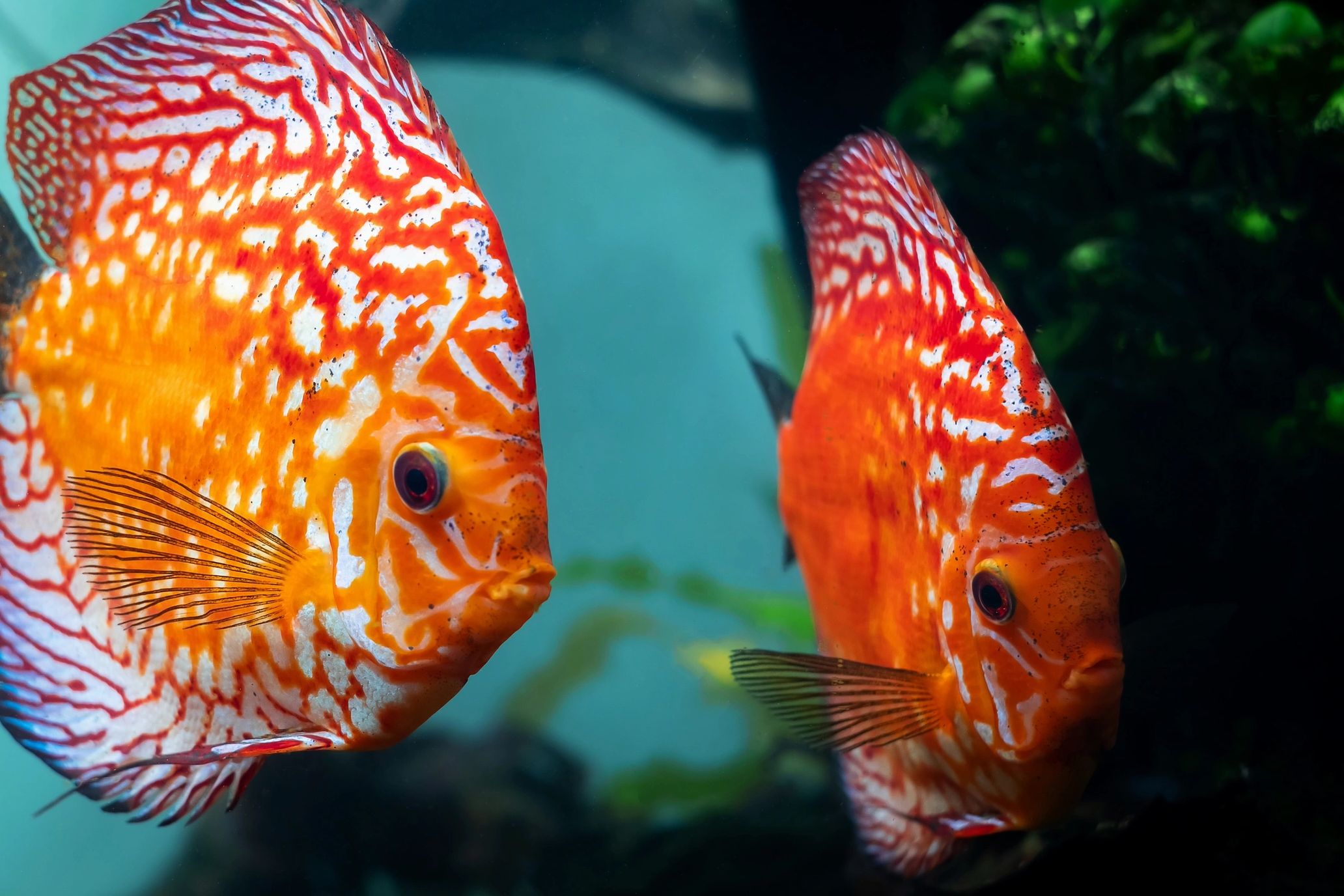 Discus aquarium fish order online 