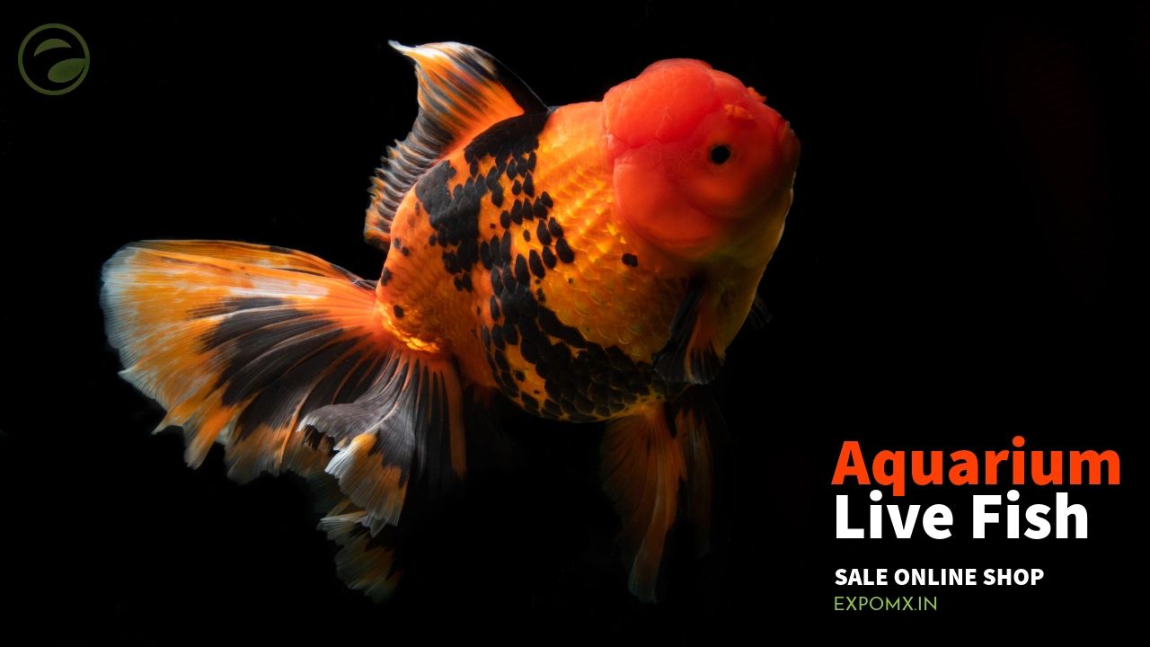 Online live Fish Sale