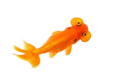 bubble eye gold fish