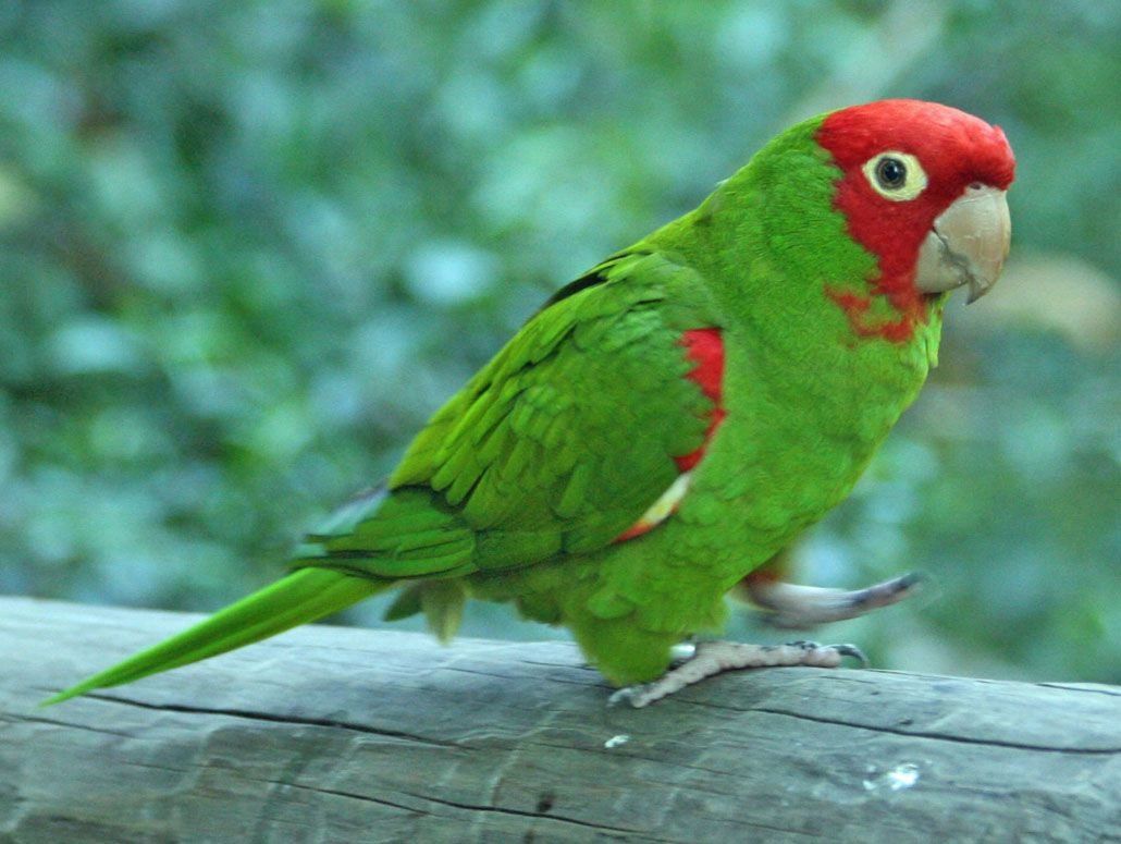 Red Masked Conure