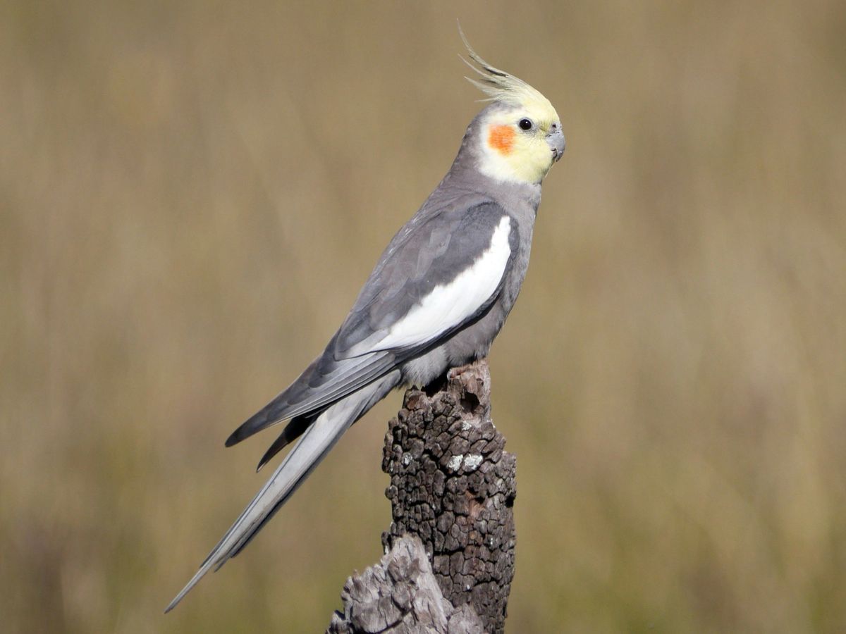 In India Cockatiel Parrot For Sale Buy Birds Online From Birds New