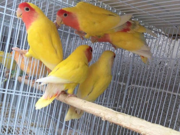 2 Piece 2 800 Lutino Lovebird 1 Pair Male And Female