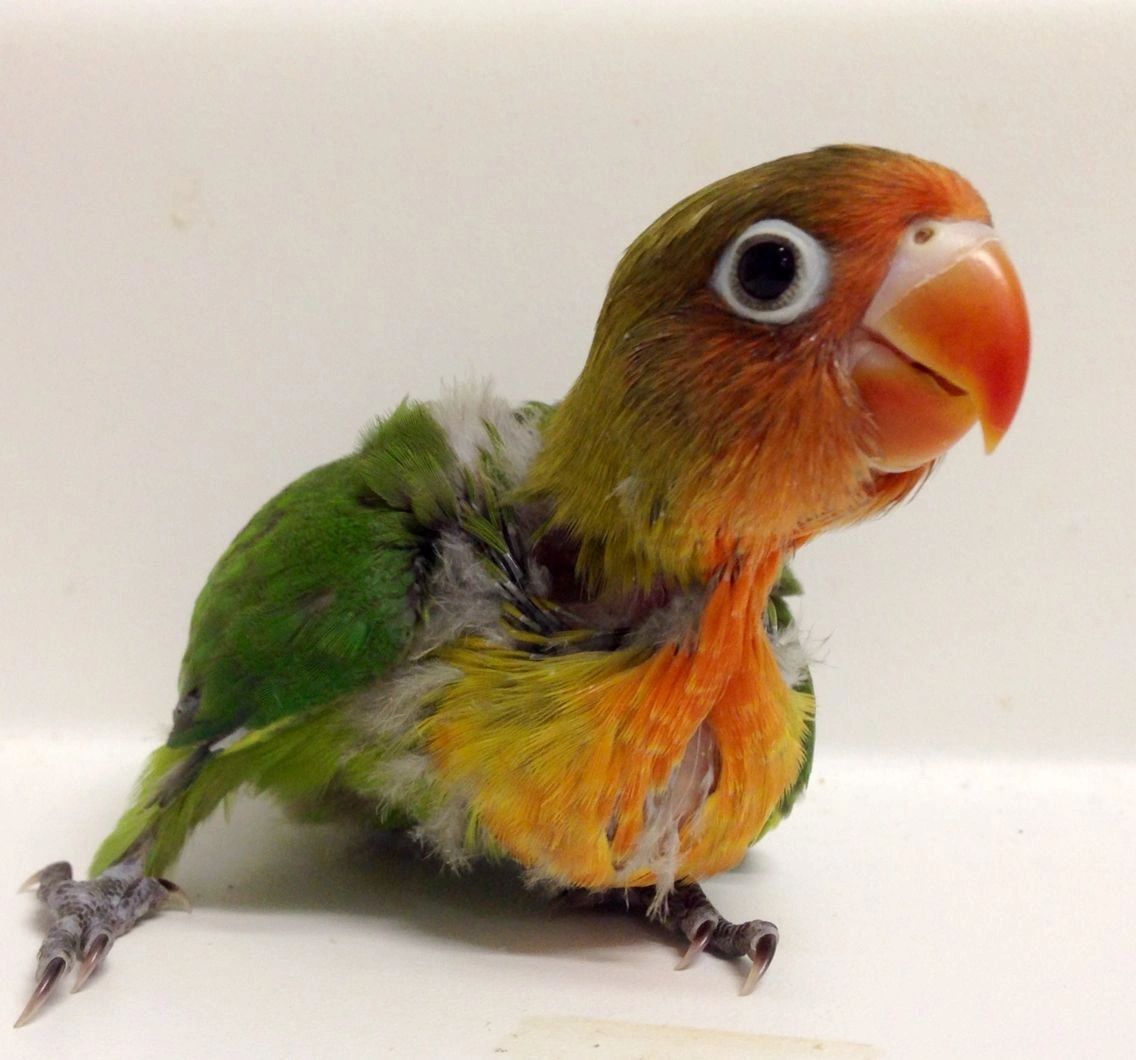 Green hotsell fischer lovebird