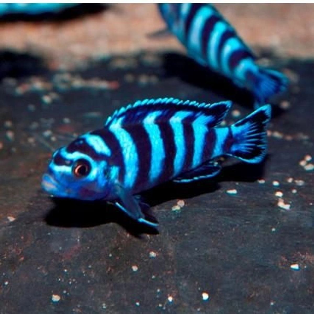 4 Piece 649 Demasoni Cichlid Fish