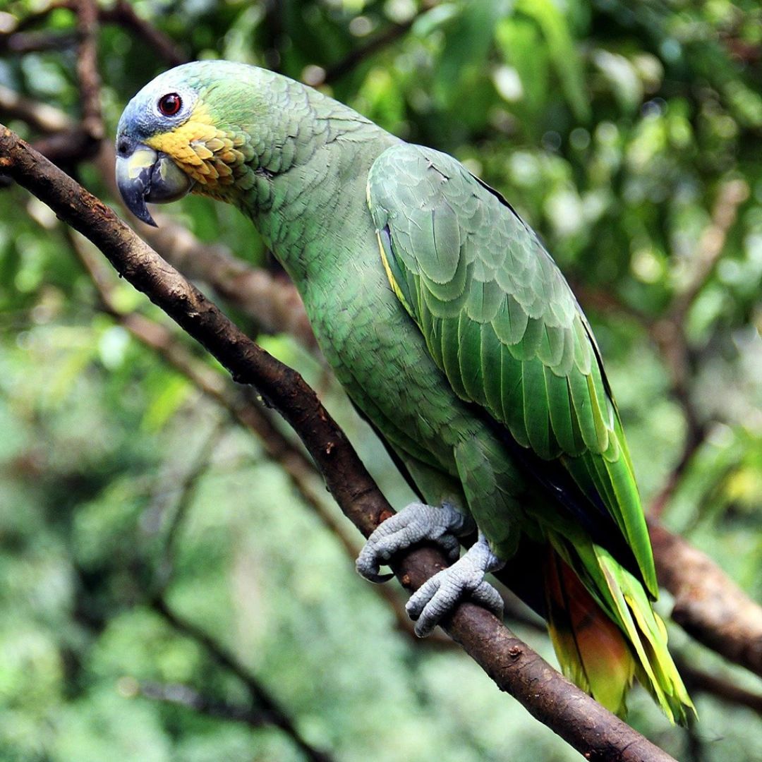 Blue-Fronted Amazon Parrot 1 Pair