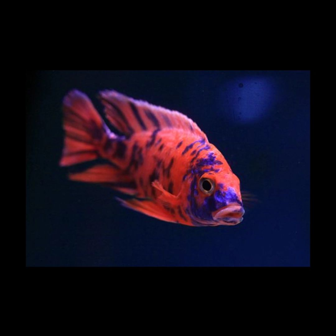 Aquarium Supplies Online Shopping 