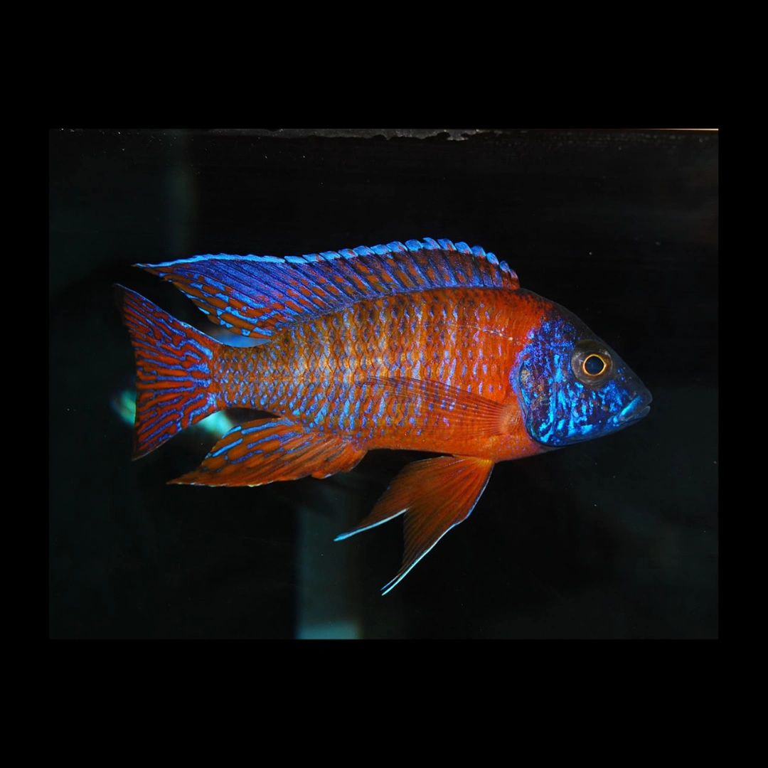 1 Pair ₹800 ] Rubin Red Peacock African cichlid fish