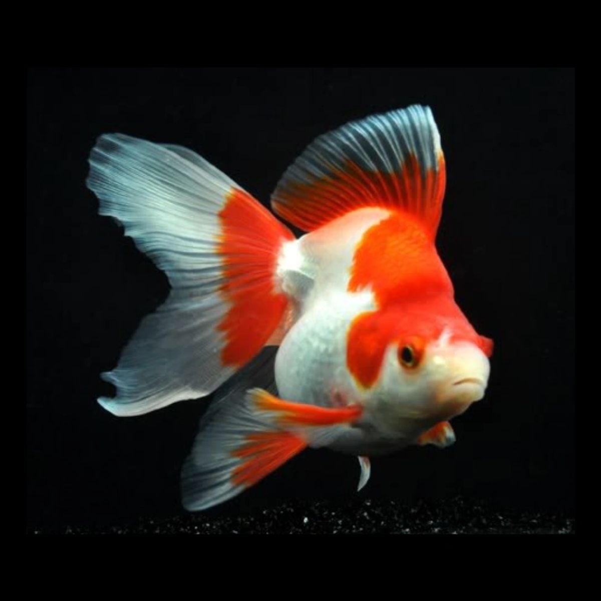 2 Piece ₹1499 ] Ryukin Goldfish Imported