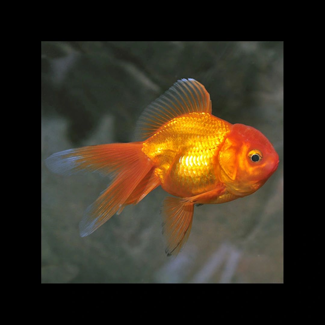 100 Piece ₹2500 ] Red Cap Oranda Goldfish Wholesale Price
