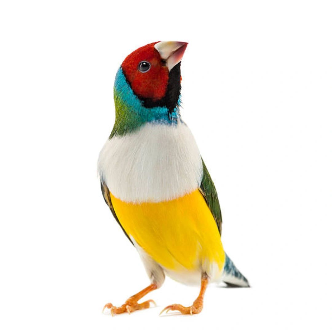 Pair ₹4999 Gouldian Finch Red Head Live Birds