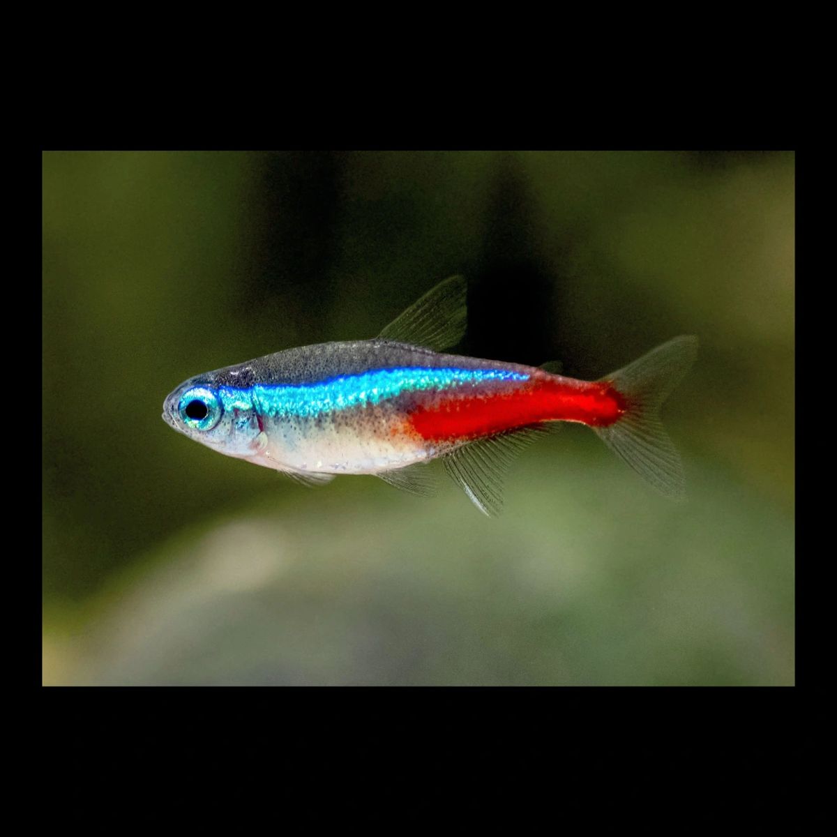 Neon tetra, fish