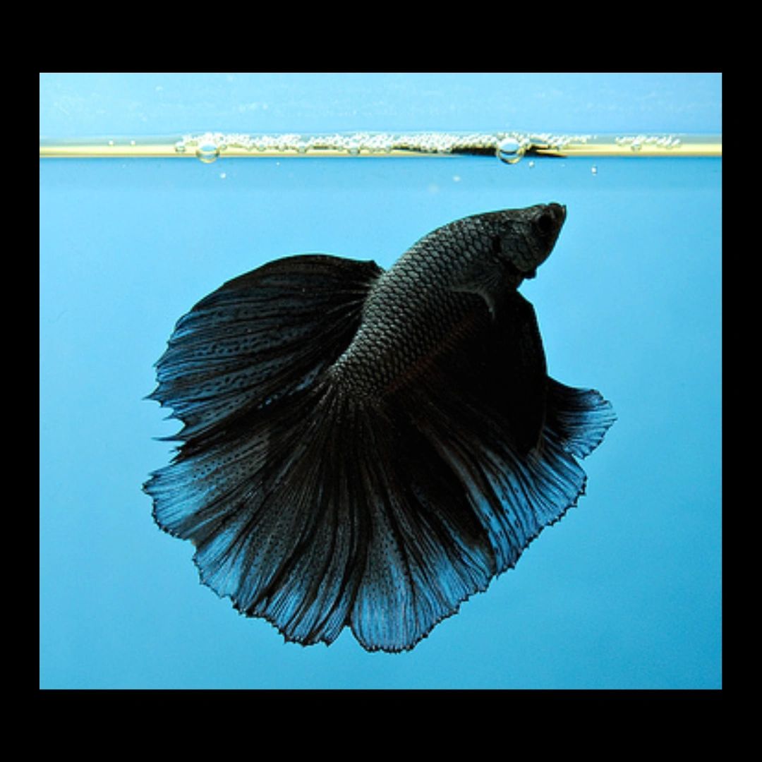 Black Full Moon Betta Fish