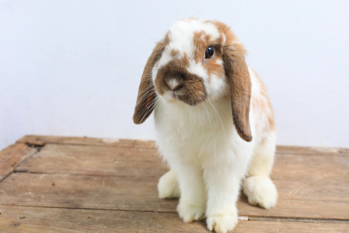 Buy holland hot sale lop rabbit