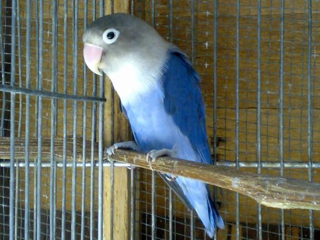 Pair ₹4550 Cobalt Mask Lovebird Male And Female