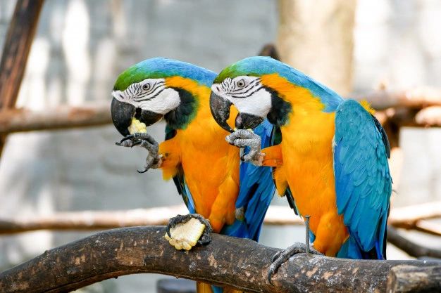 blue and gold macaw pet