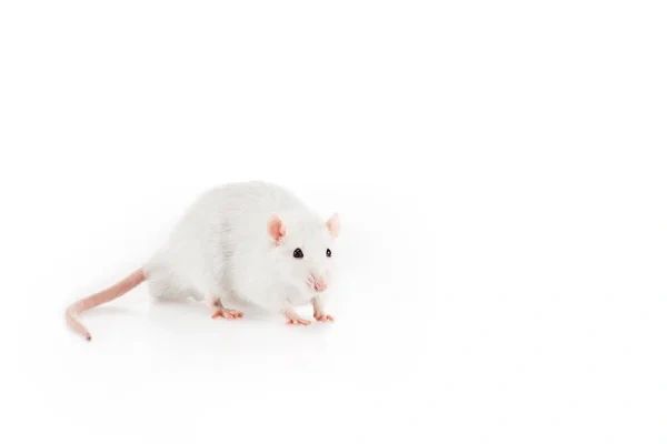 1 Pair ₹799 ] White Mouse Rat Pet