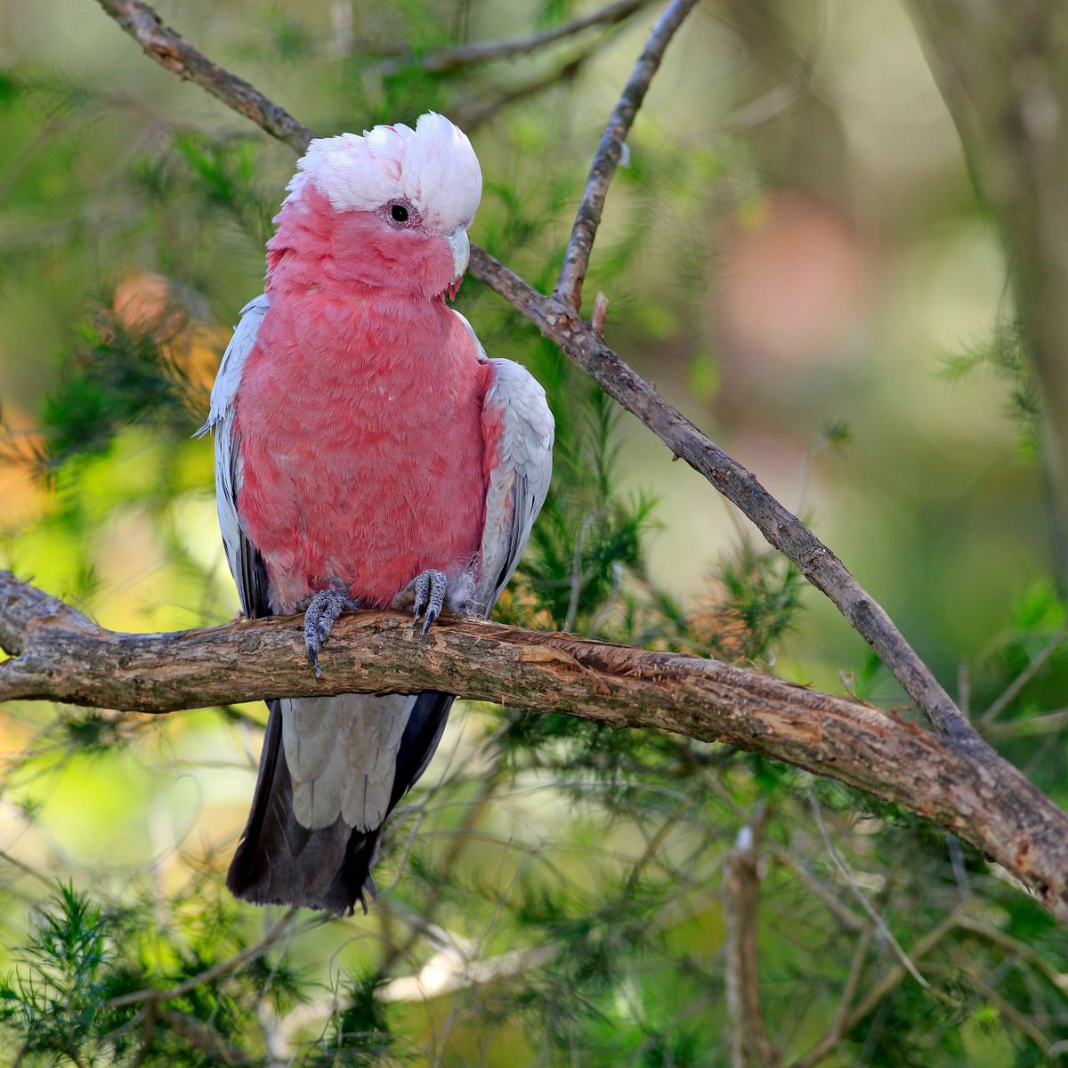 Galah cockatoo price deals