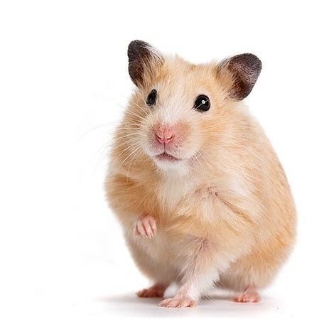 Hamster deals animal price