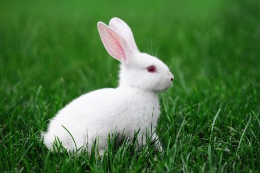 Rabbit pair best sale price