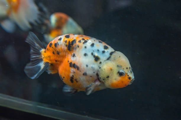 1 Piece ₹2500 Calico Ranchu Goldfish