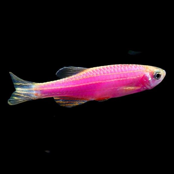 [ 10 Piece ₹750 ] Pink Zebra Fish